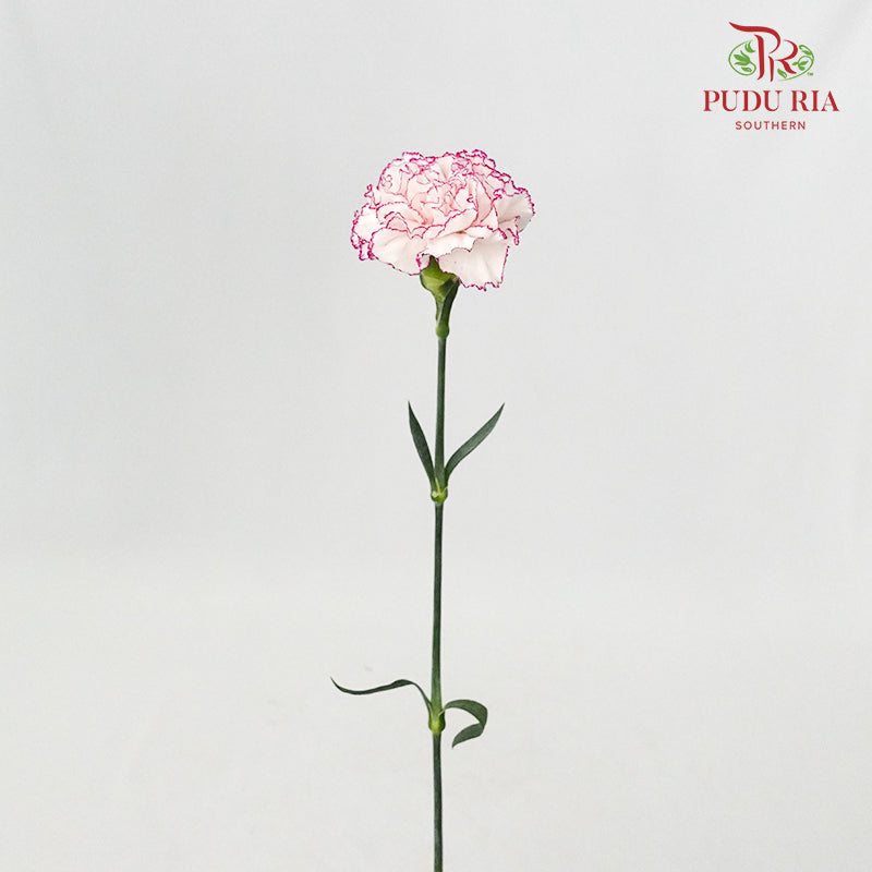 Carnation Commedia (8-10 Stems) - Pudu Ria Florist Southern