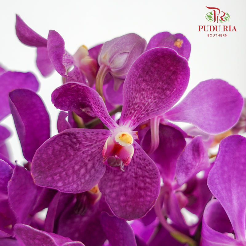 Mokara Orchid Purple (L) - Pudu Ria Florist Southern