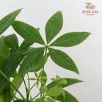 Pachira Mini