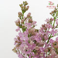 Syringa Pink 丁香花 - (2 Stems)