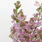 Syringa Pink 丁香花 - (2 Stems)