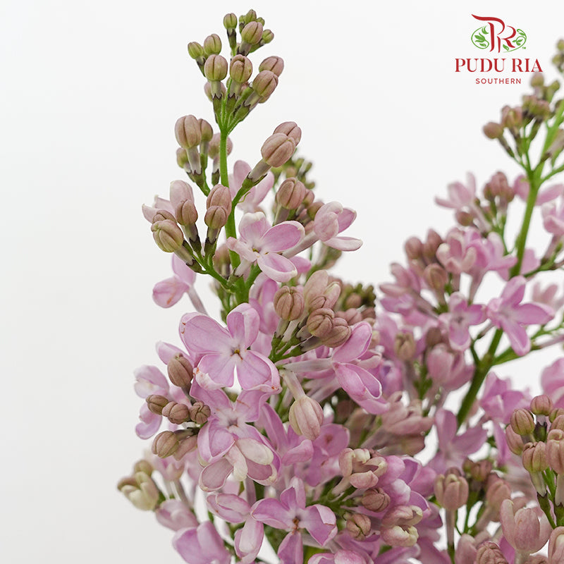 Syringa Pink 丁香花 - (2 Stems)