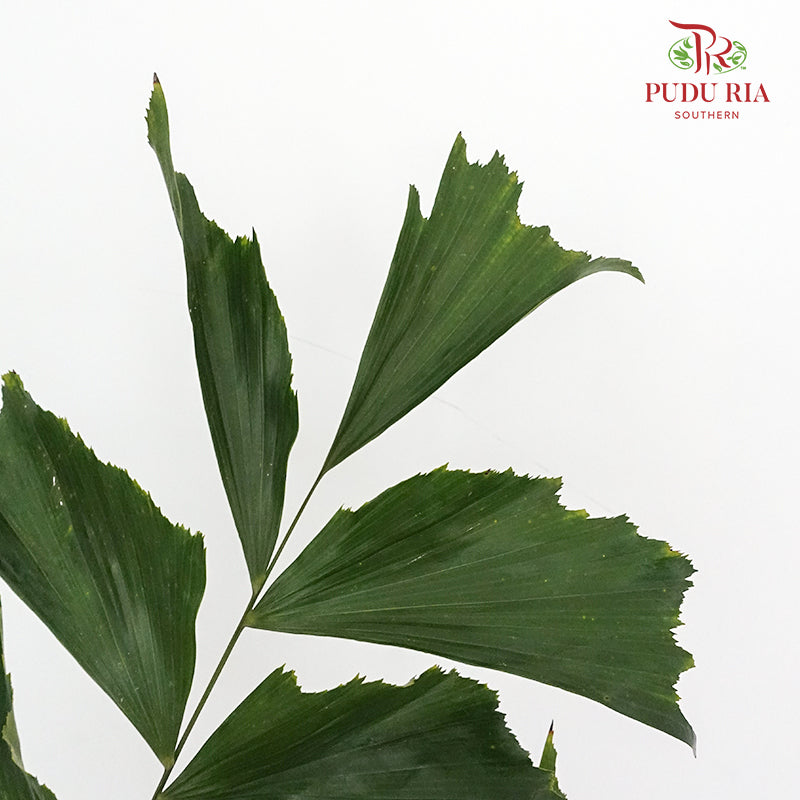 Fish Tail Leaf - 5 Stems - Pudu Ria Florist Southern