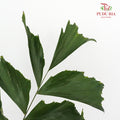 Fish Tail Leaf - 5 Stems - Pudu Ria Florist Southern