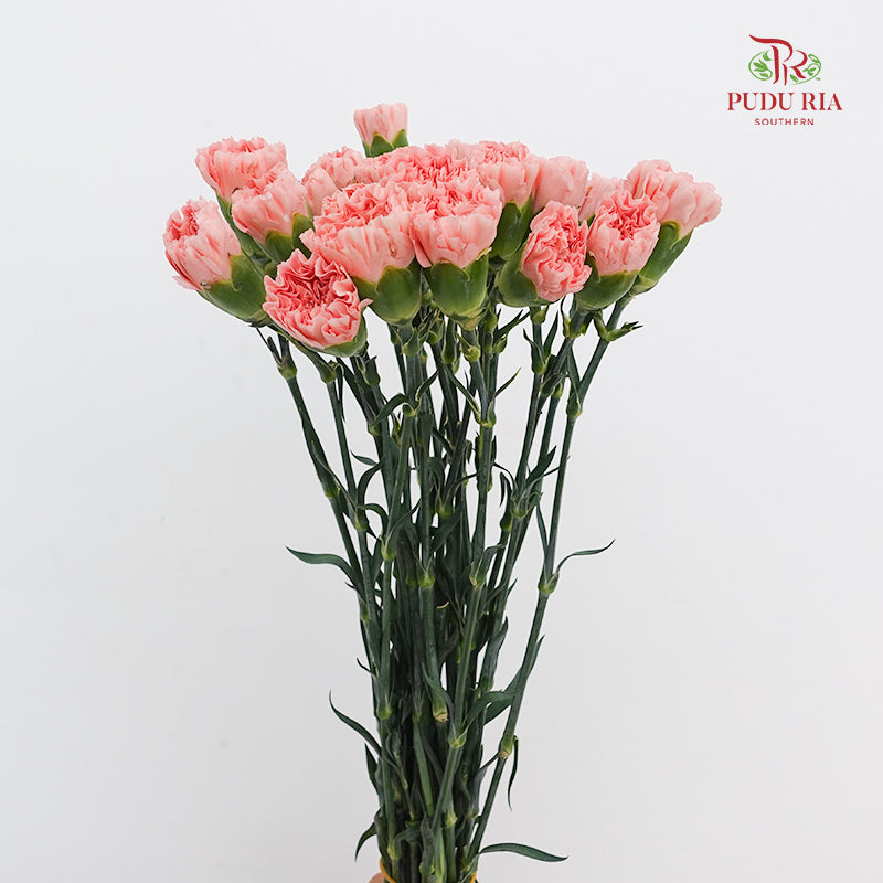 Carnation Mermaid Pink 人鱼粉康乃馨- (18-20 Stems)