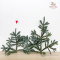 Nobilis Abies 冷杉 (M) - (Per Stem)