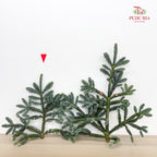 Nobilis Abies 冷杉 (M) - (Per Stem)