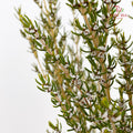 Grubbia Rosemarima Folia - (Per Bundle)