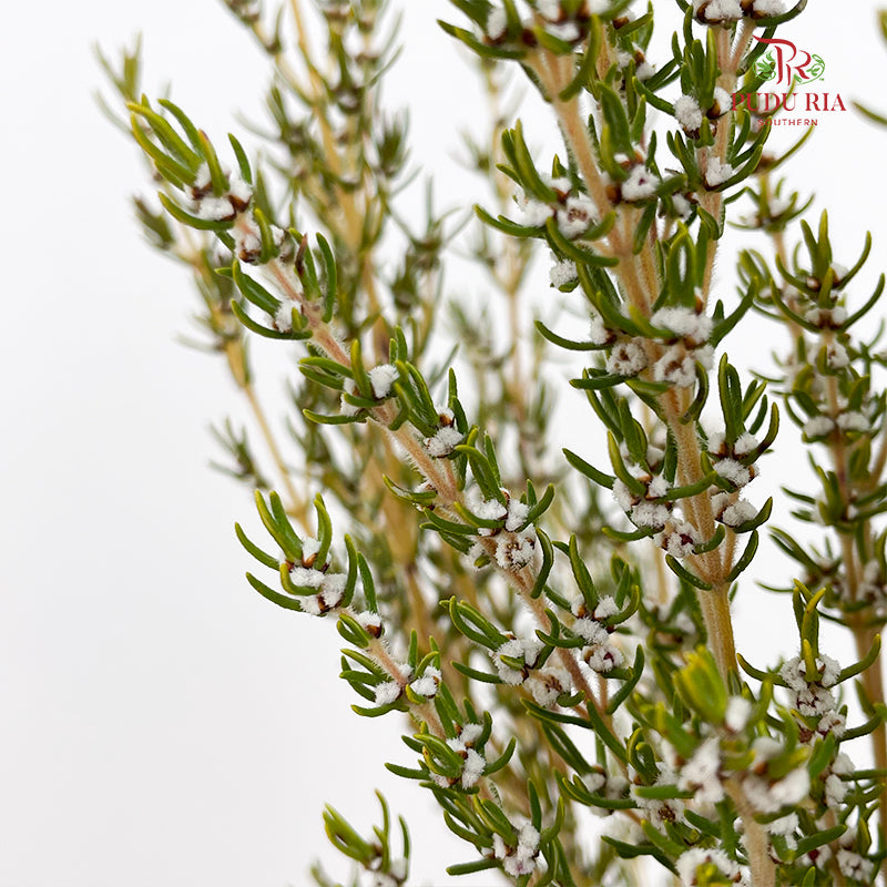 Grubbia Rosemarima Folia - (Per Bundle)