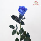 Rose Mondial Dyed Light Blue Tinted - (8-10 Stems)