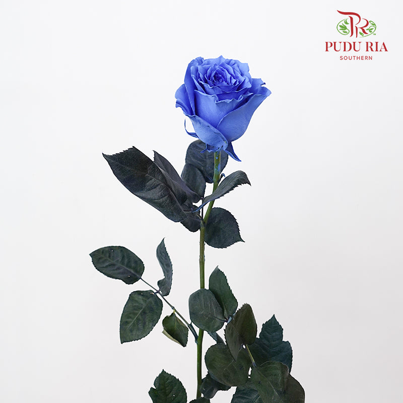 Rose Mondial Dyed Light Blue Tinted - (8-10 Stems)
