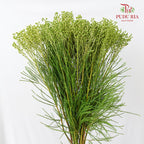 Berzelia Coral Green 饰球花属 - (Per Bundle)
