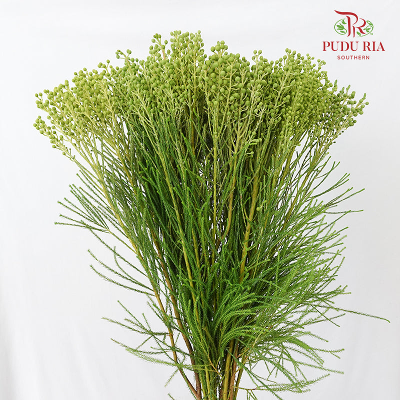 Berzelia Coral Green 饰球花属 - (Per Bundle)
