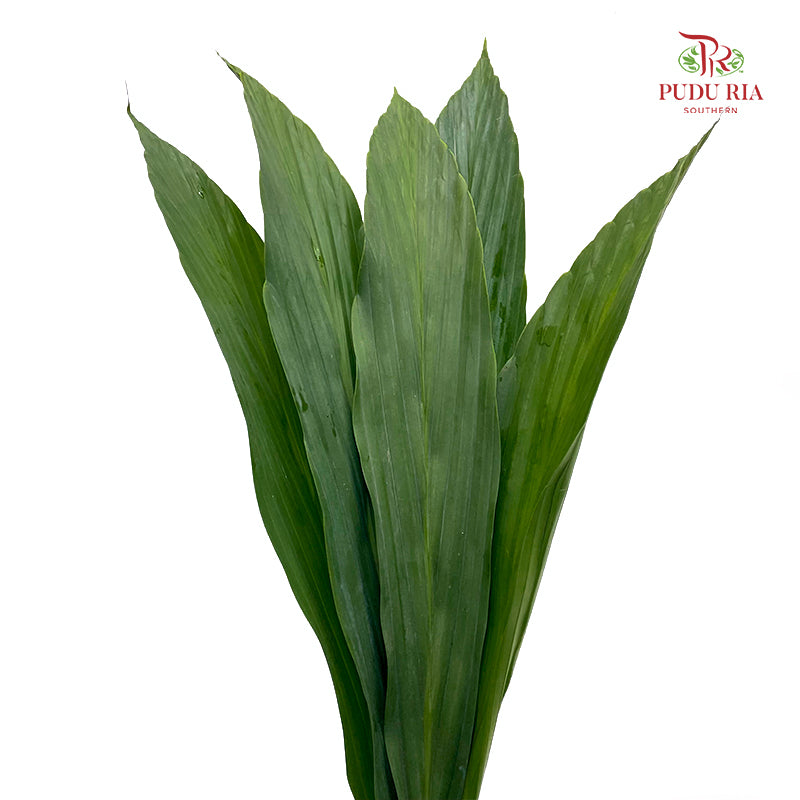 Cyclanthus Cocos - (5 Stems)