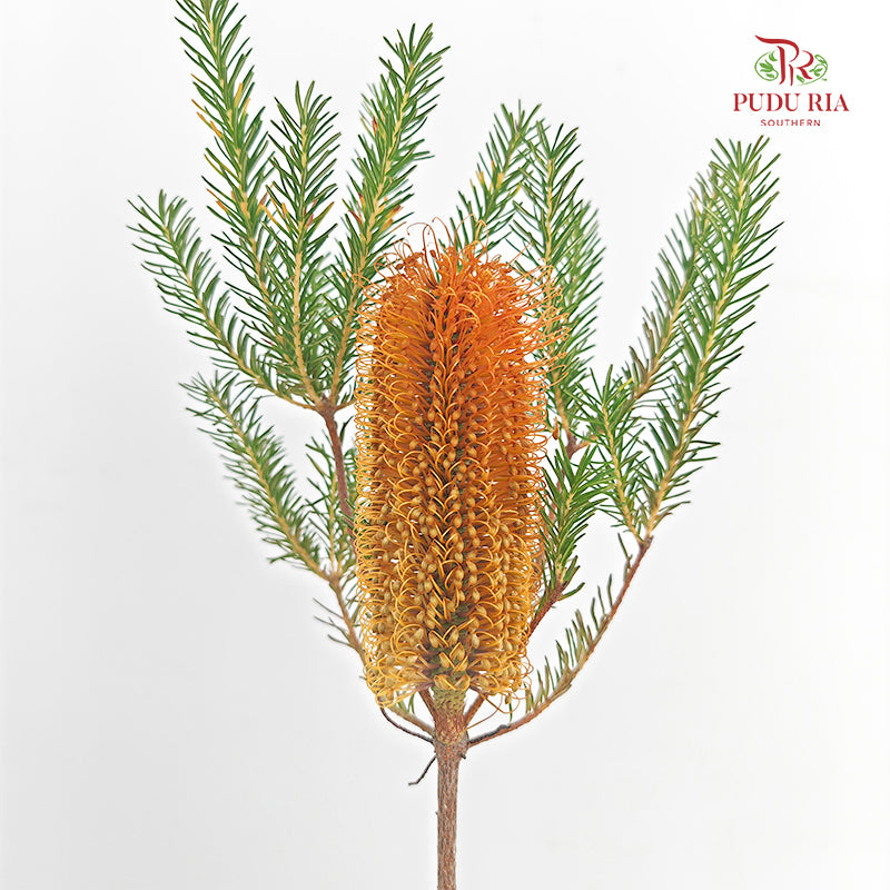 Banksia Orange 佛塔树 - (2 Stems)