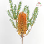 Banksia Orange 佛塔树 - (2 Stems)