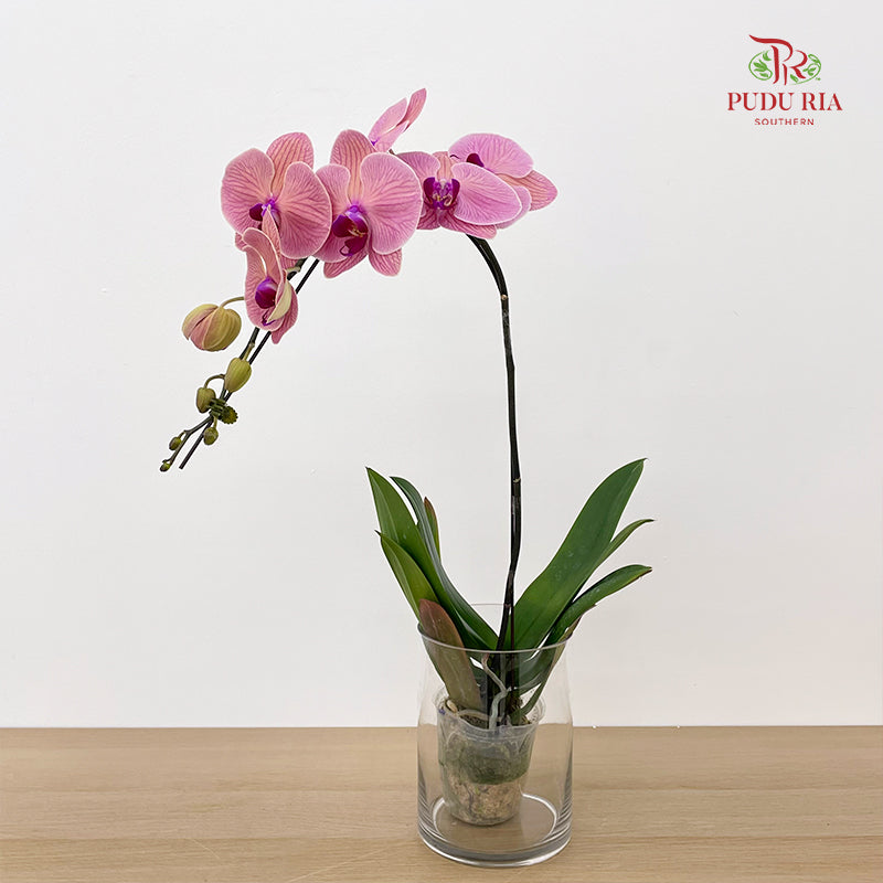 Phalaenopsis Orchid Pink Center Purple Big Single Stem