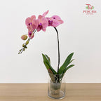 Phalaenopsis Orchid Pink Center Purple Big Single Stem