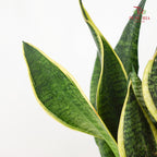 Sansevieria Superba
