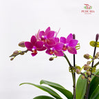 Phalaenopsis Orchid Magenta Double Stem Small