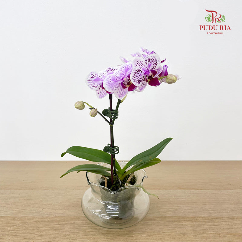 Phalaenopsis Orchid White With Purple Dots