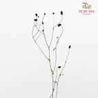 Sanguisorba - 5 Stems - Pudu Ria Florist Southern