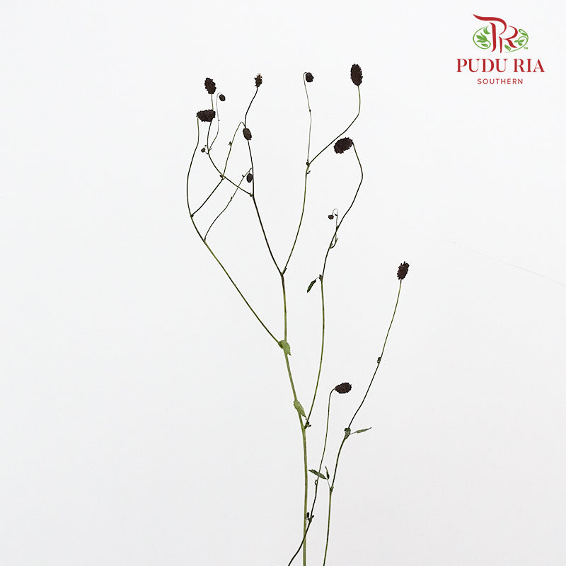 Sanguisorba - 5 Stems - Pudu Ria Florist Southern
