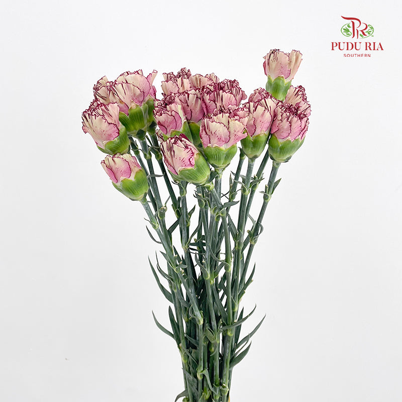 Carnation Princess Maya 玛雅公主康乃馨 - (18-20 Stems)