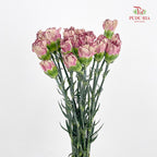 Carnation Princess Maya 玛雅公主康乃馨 - (18-20 Stems)