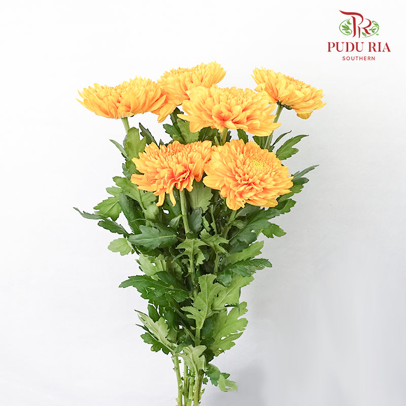 Taiwan Mum Chrysanthemum Orange (6 Stems) - Pudu Ria Florist Southern