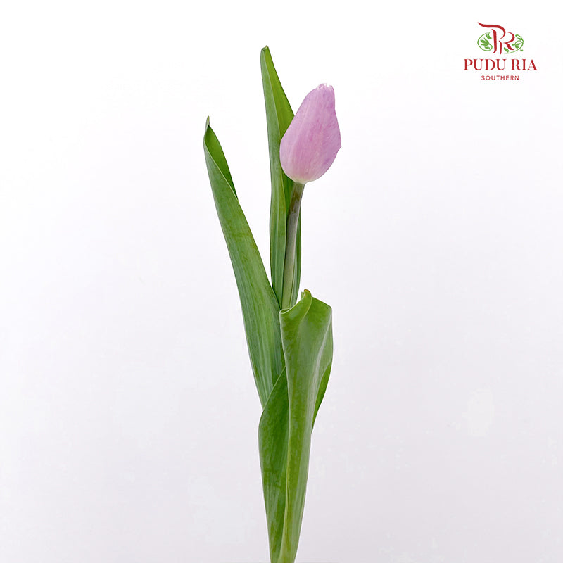 Tulip Purple 郁金香 - (8-10 Stems)