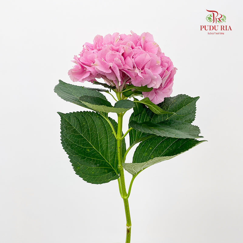 Hydrangea Light Pink - (Per Stem)
