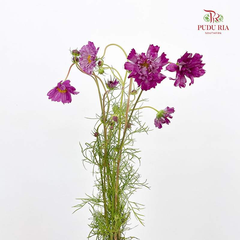 Cosmos Bipinnatus Purple 秋英 - (5 Stems)