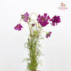 Cosmos Bipinnatus Purple 秋英 - (5 Stems)