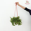 Ficus Pumila Var - Pudu Ria Florist Southern