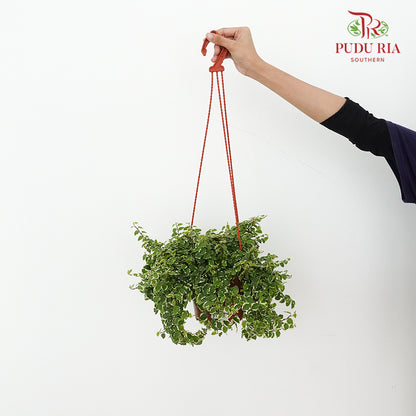 Ficus Pumila Var - Pudu Ria Florist Southern