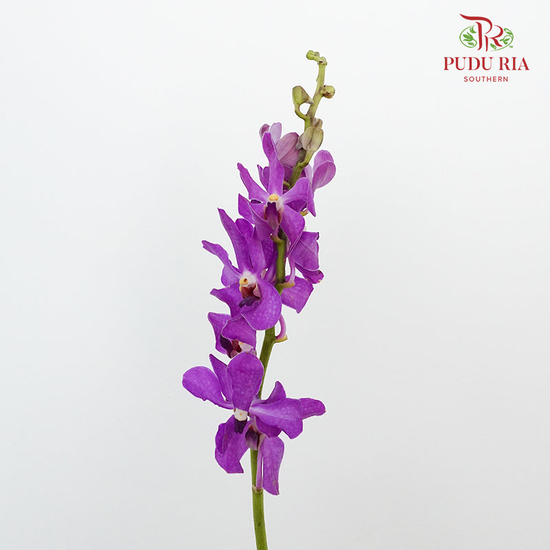 Mokara Orchid Purple / 10 Stems - Pudu Ria Florist Southern