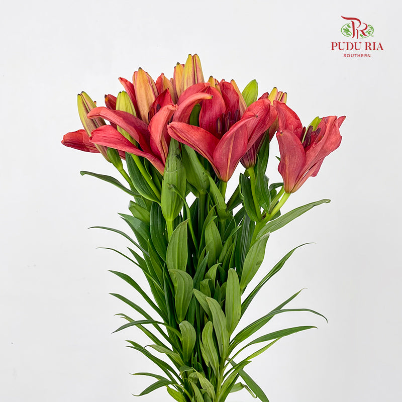 Tiger Lily Red - (5 Stems)