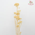 Preservative Rice Flower - Natural - Pudu Ria Florist Southern