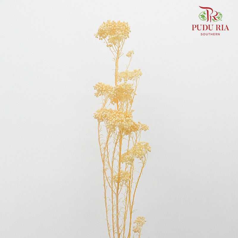 Preservative Rice Flower - Natural - Pudu Ria Florist Southern