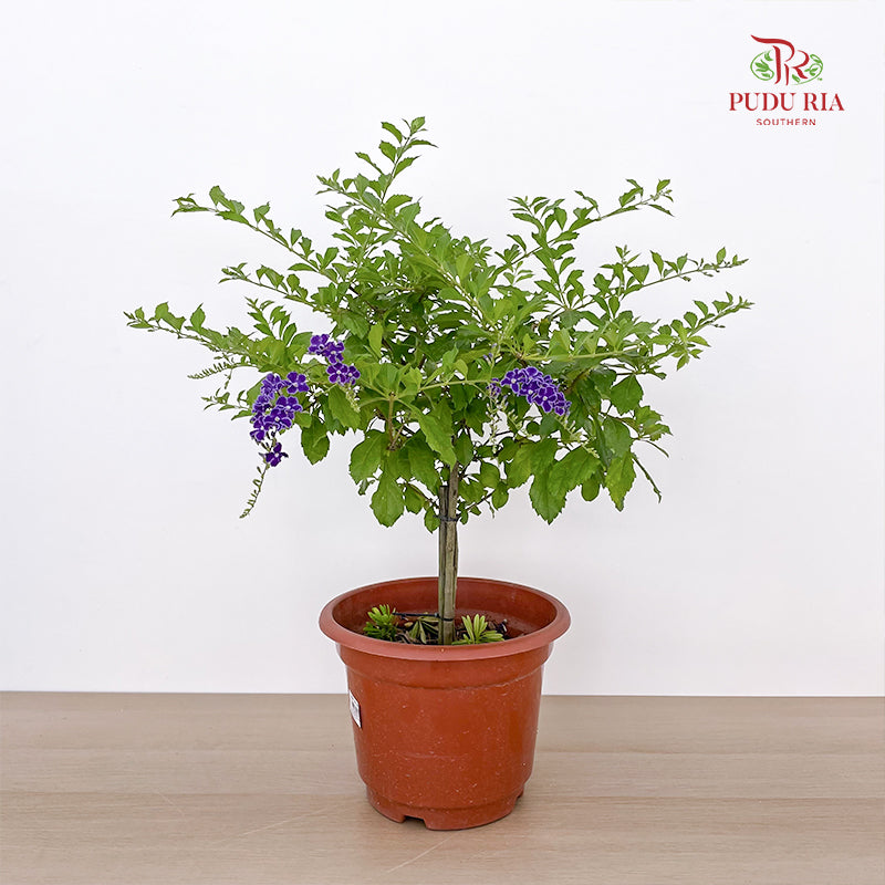 Duranta Erecta Lollipop P150