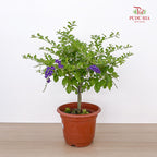 Duranta Erecta Lollipop P150