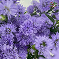 Peacock Light Purple - (Per Bundle)