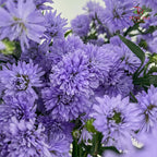 Peacock Light Purple - (Per Bundle)