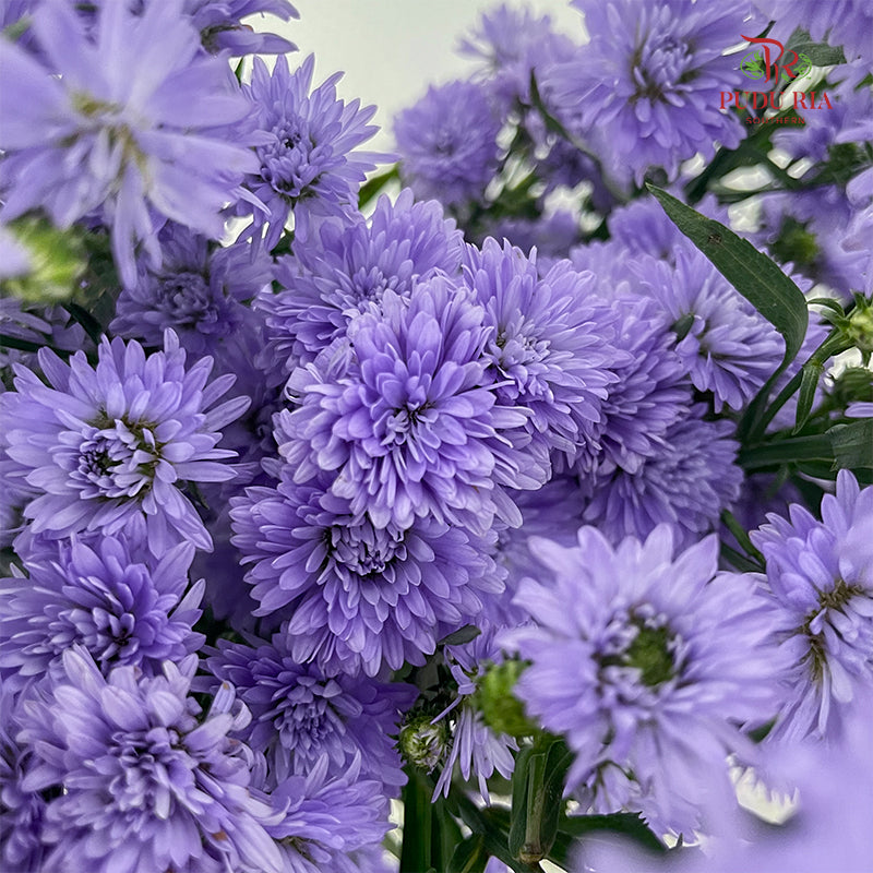 Peacock Light Purple - (Per Bundle)