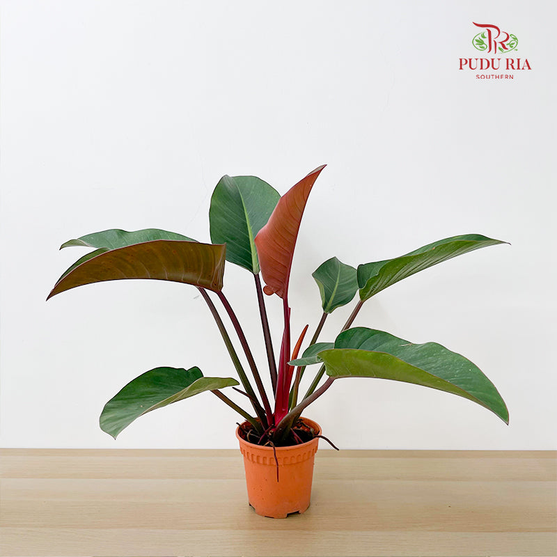 Philodendron Red Congo P170