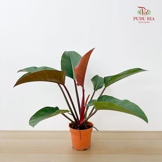 Philodendron Red Congo P170