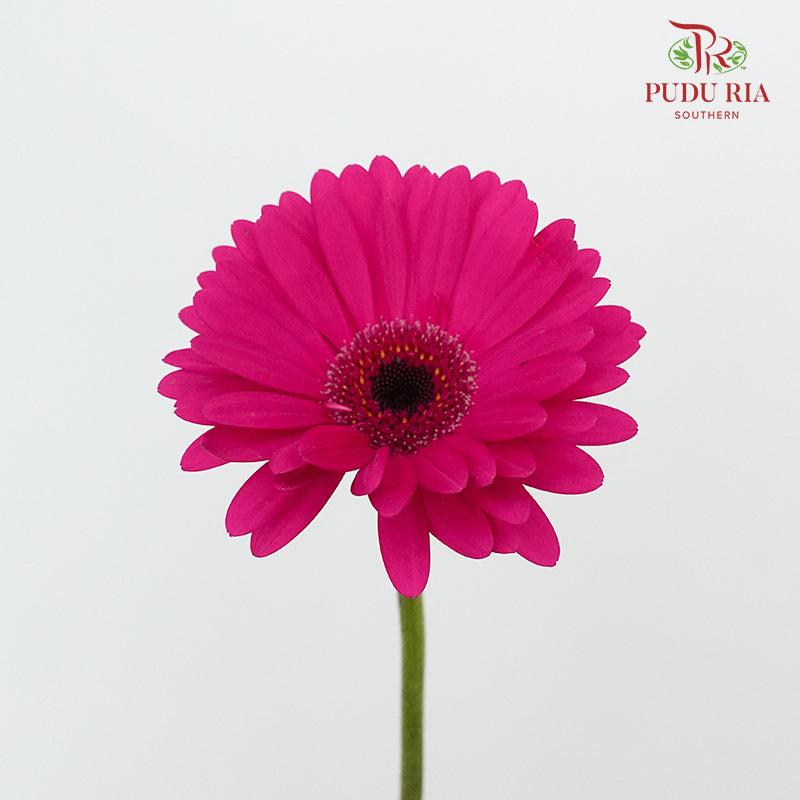 Gerbera Purple (8-10 Stems) - Pudu Ria Florist Southern