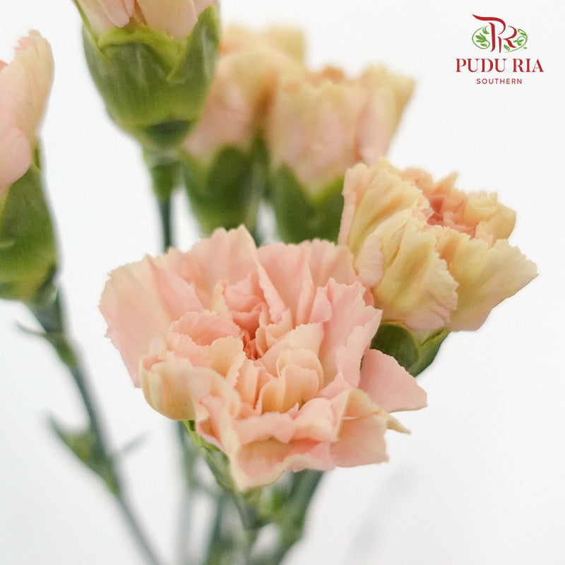 Carnation St Mocha  (18-20 Stems) - Pudu Ria Florist Southern