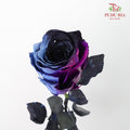 Rose Mondial Dyed Starry Galaxy (8-10 Stems) - Pudu Ria Florist Southern